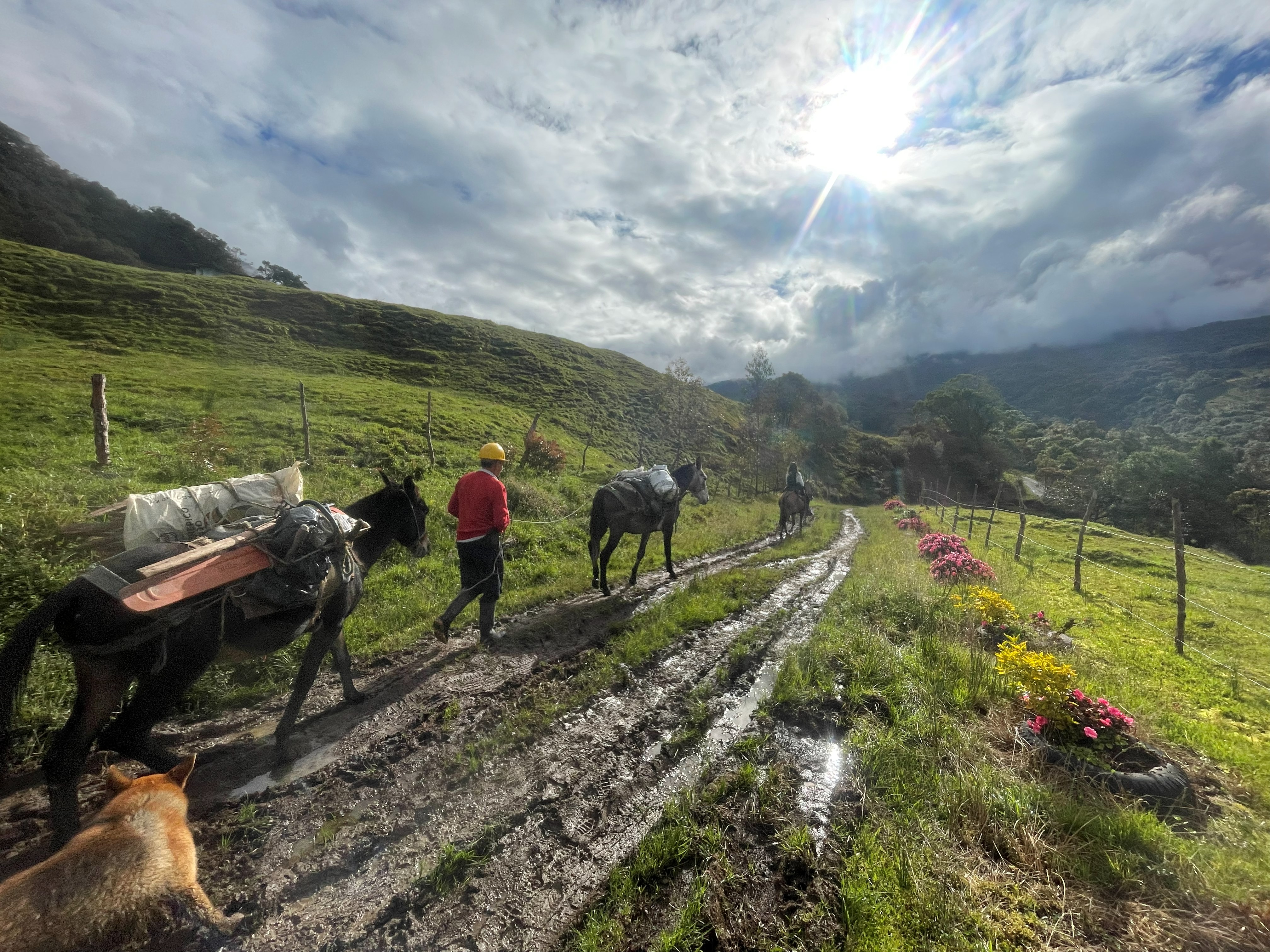 Mulas cargando materiales de construcción por el camino de herradura hacia la reserva